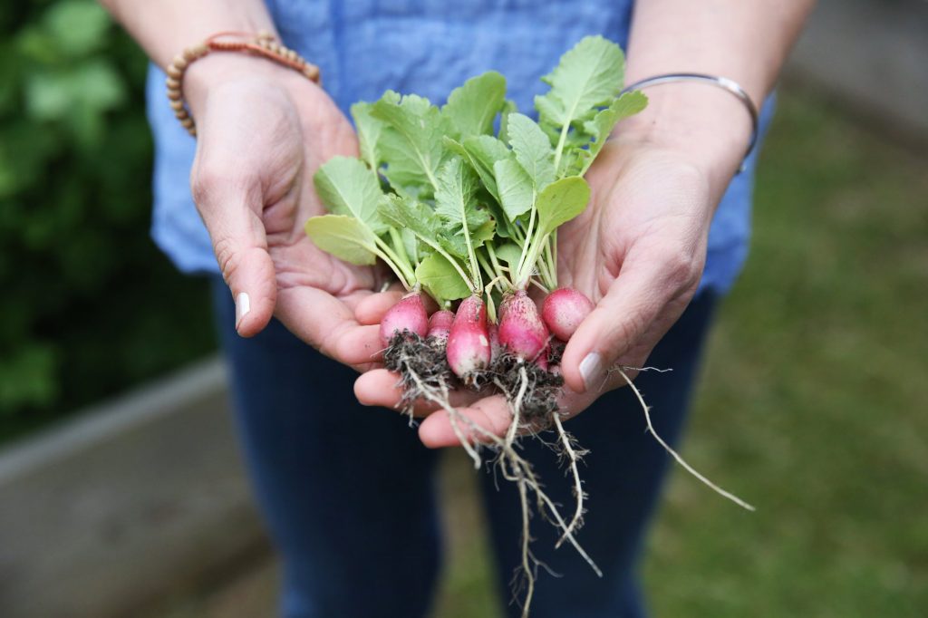 garden photo