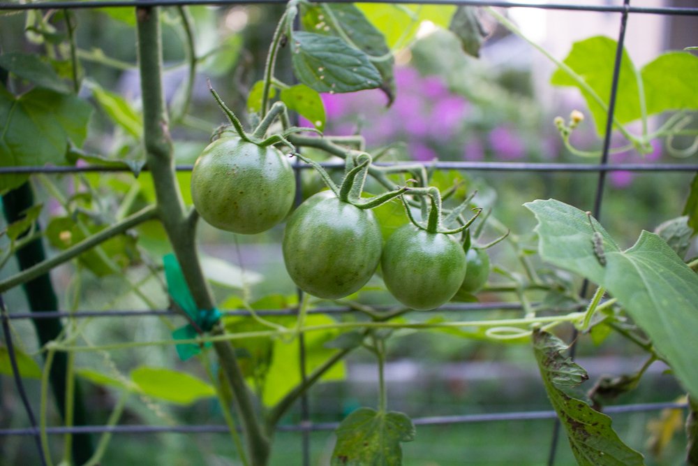 red tomatoes