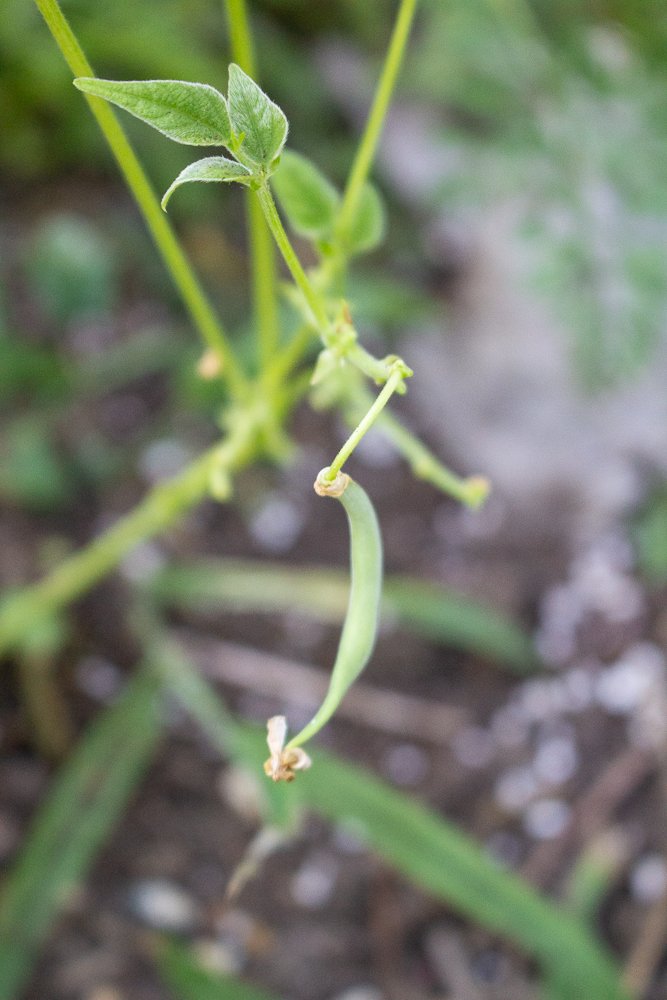 beans garden