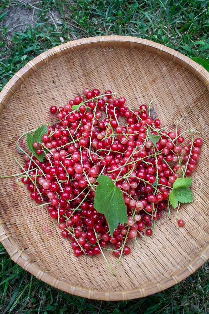 red currants 5 lessons gardening taught me