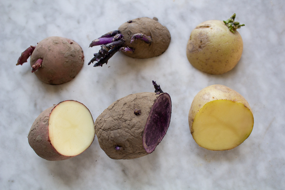 how to grow and plant potatoes