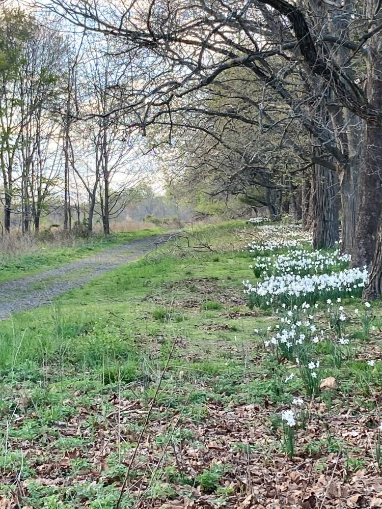 daffodils