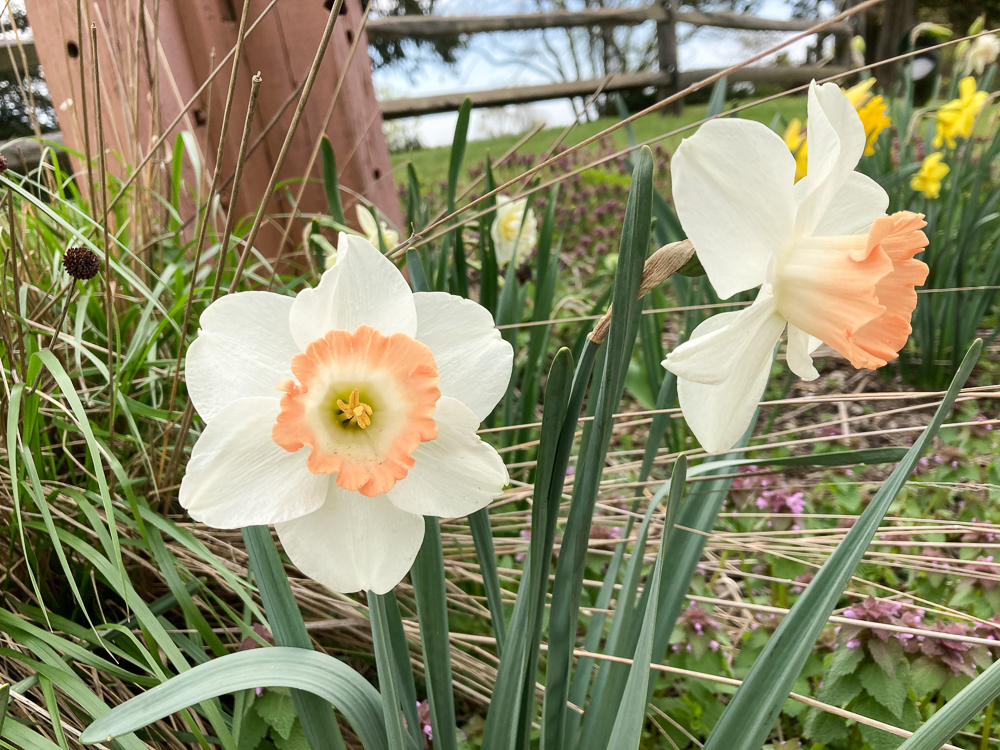 daffodil