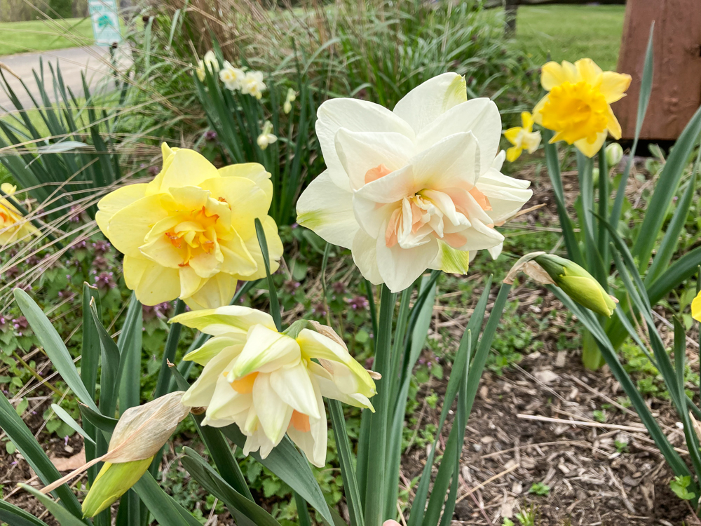 Double blooms