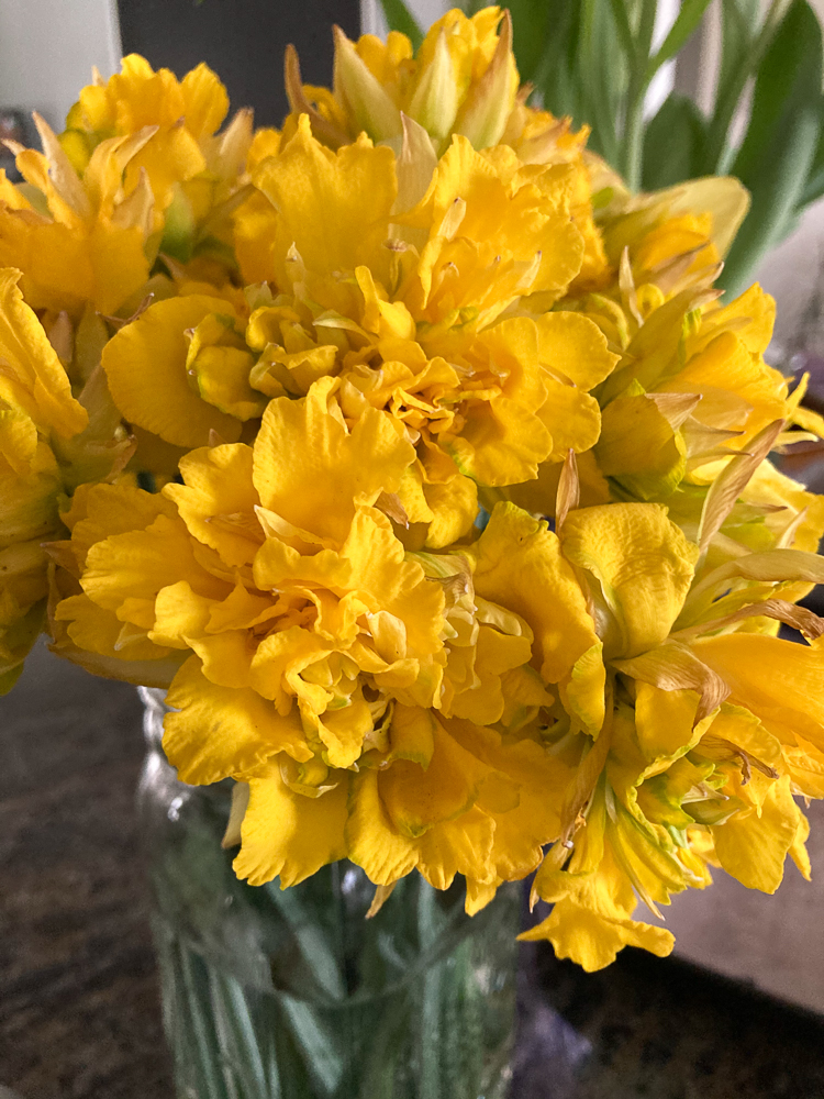 daffodils in arrangements