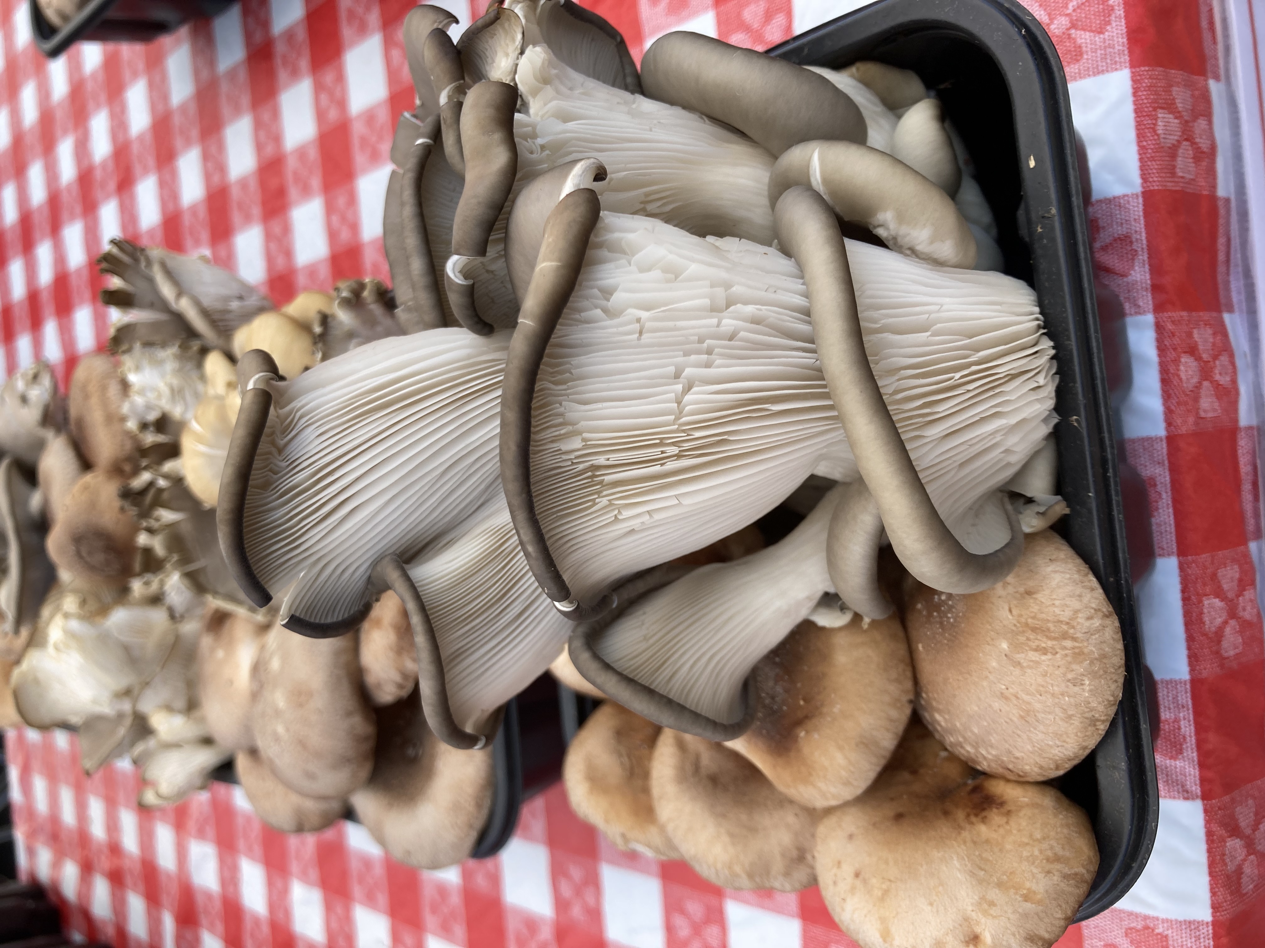 various mushrooms