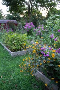 5 lessons gardening taught me