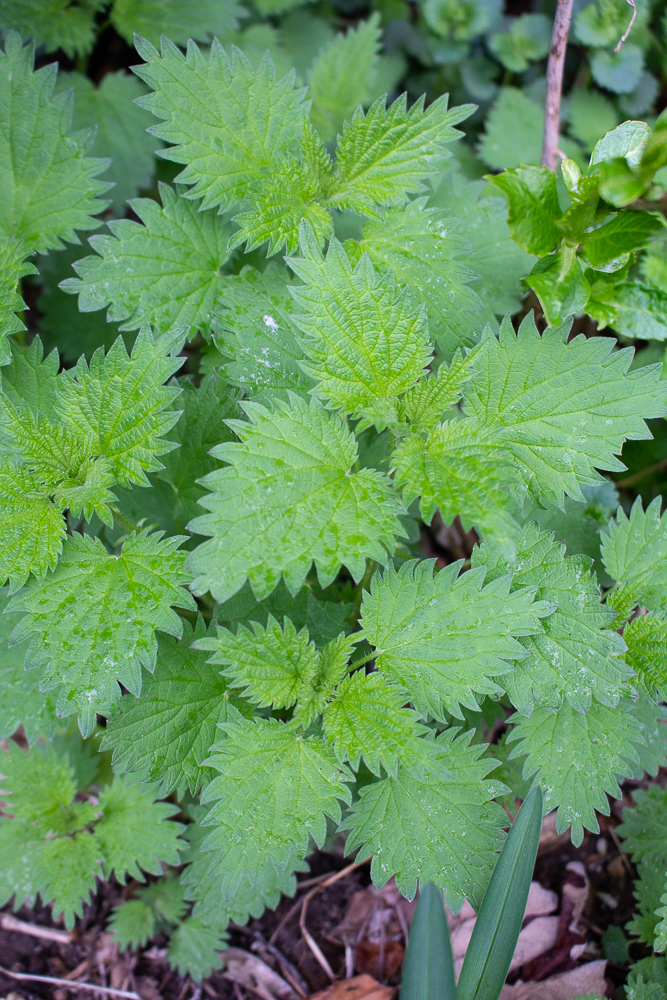 All About Nettles and Why You Should Grow Them - Little Bites Of Joy