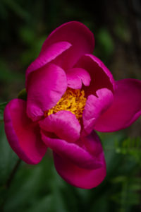 our garden peonies