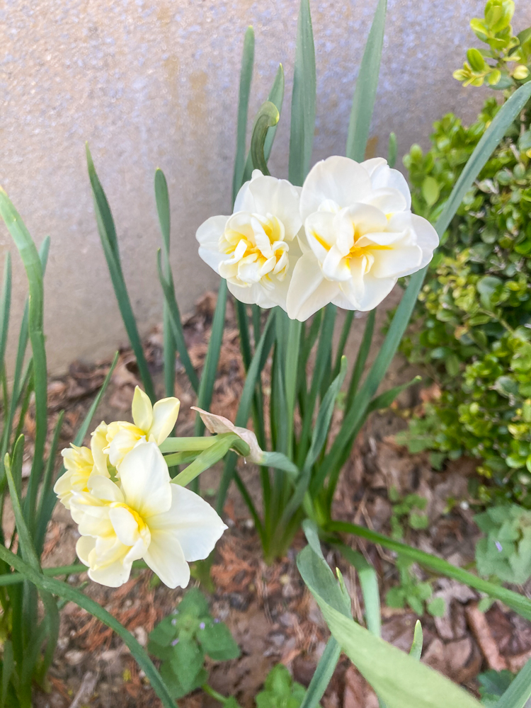 All About Daffodils - Little Bites Of Joy