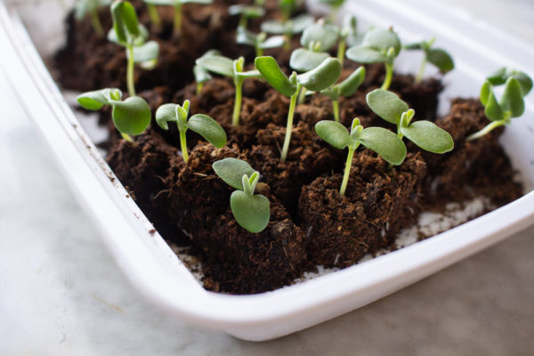 Soil Blocking For Beginners - Little Bites Of Joy