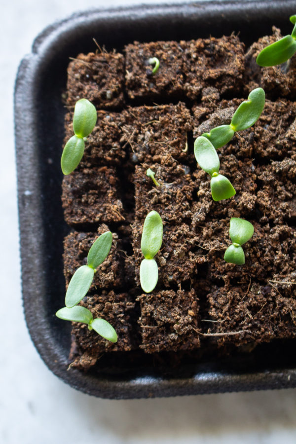 Soil Blocking For Beginners - Little Bites Of Joy