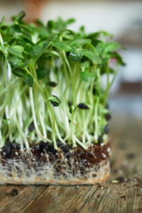 How To Grow Microgreens Easily At Home