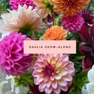 dahlia grow along